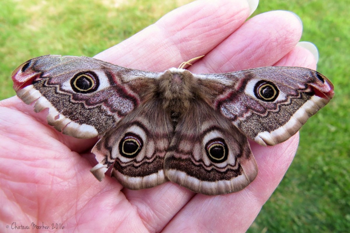 Павлиноглазка Грушевая (Saturnia pyri) гусеница
