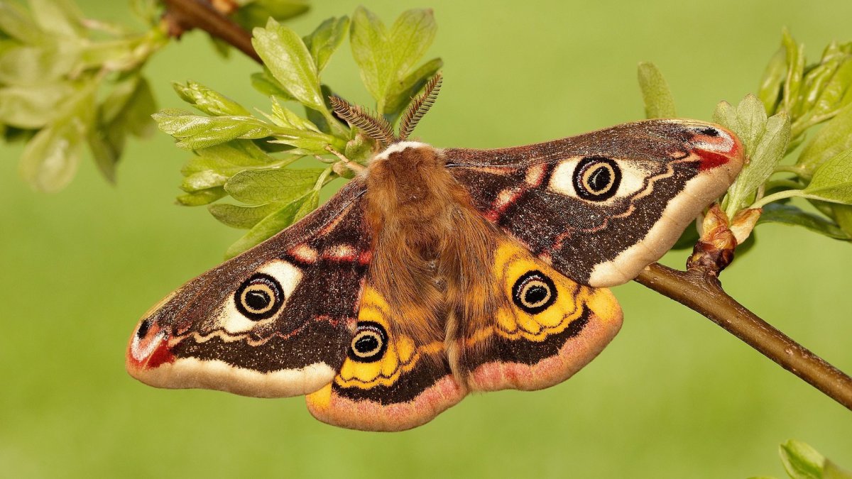 Китайская дубовая Павлиноглазка