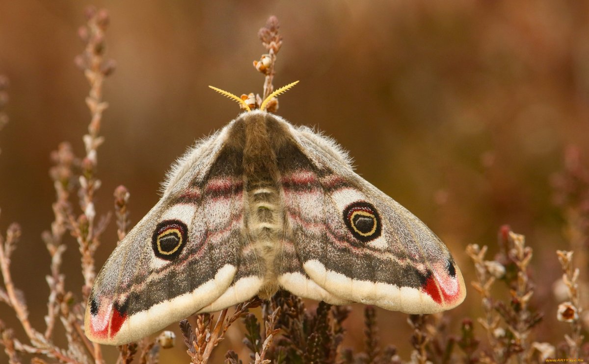 Бабочка Saturnia Pavonia
