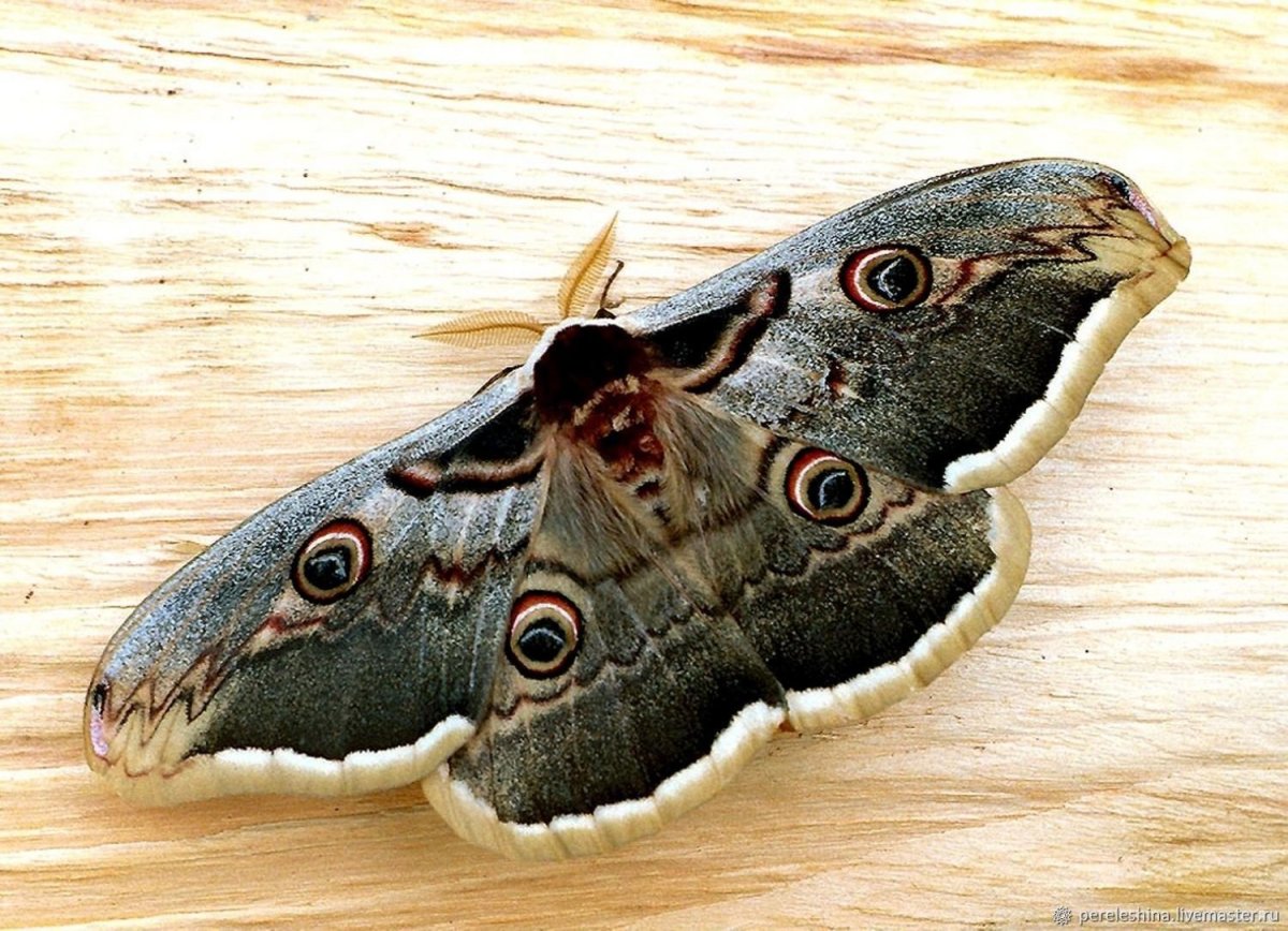 Papilio Troilus гусеница