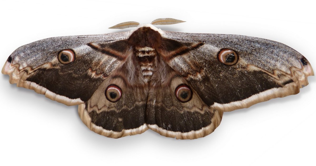 Бабочка Сатурния Павлиноглазка