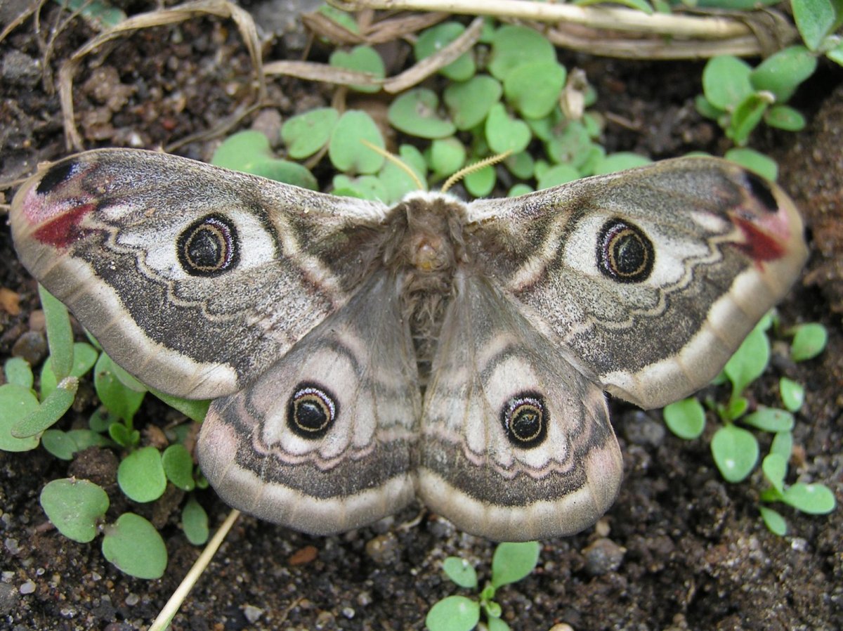 Бабочка Сатурния Павлиноглазка