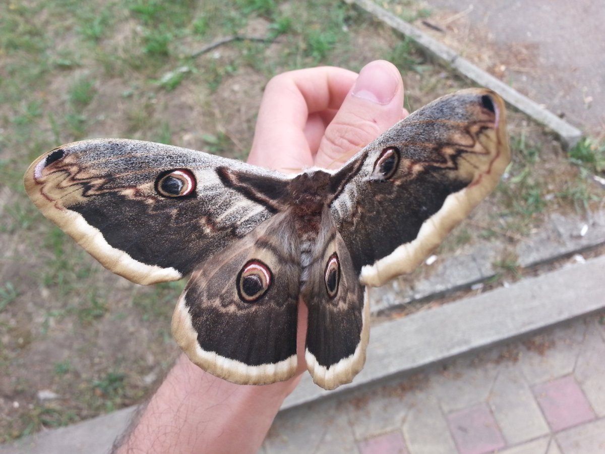 Бабочка Павлиноглазка Грушевая кокон