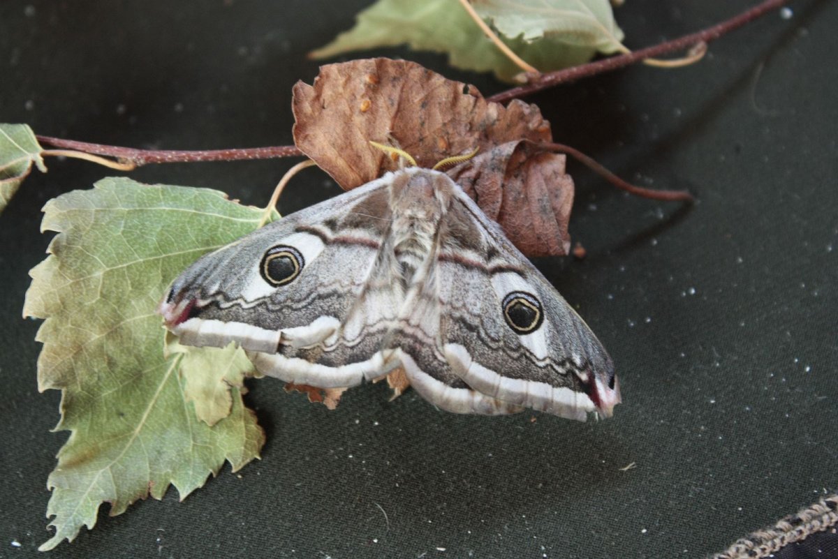 Павлиноглазка малая Saturnia Pavonia