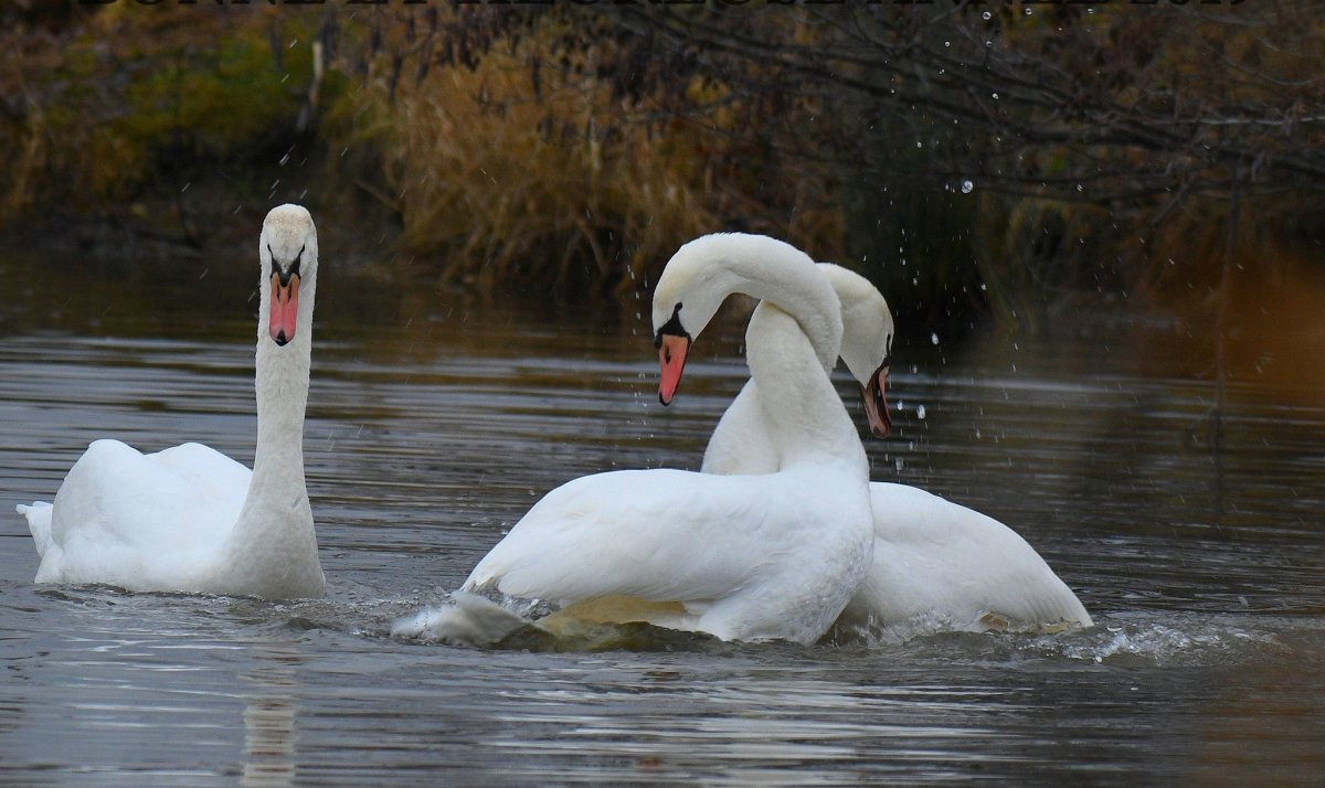 Лебеди с переплетенными шеями