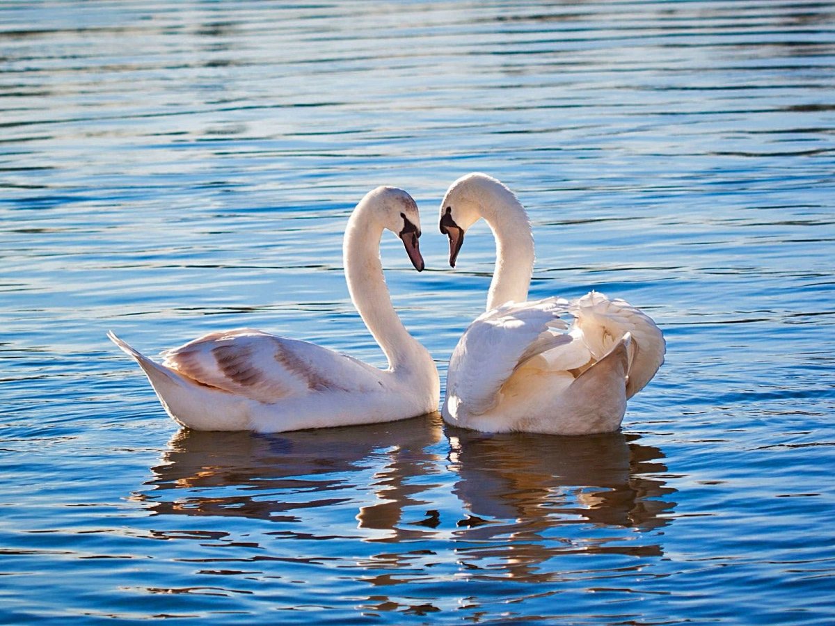 Лебедь на воде