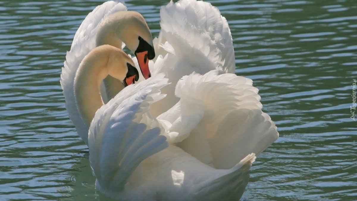 Лебединая верность