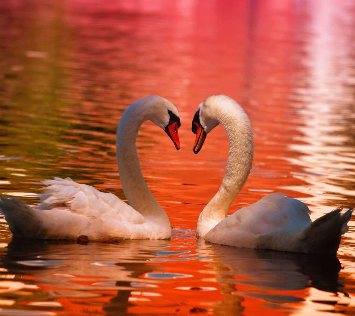 Лебеди на закате