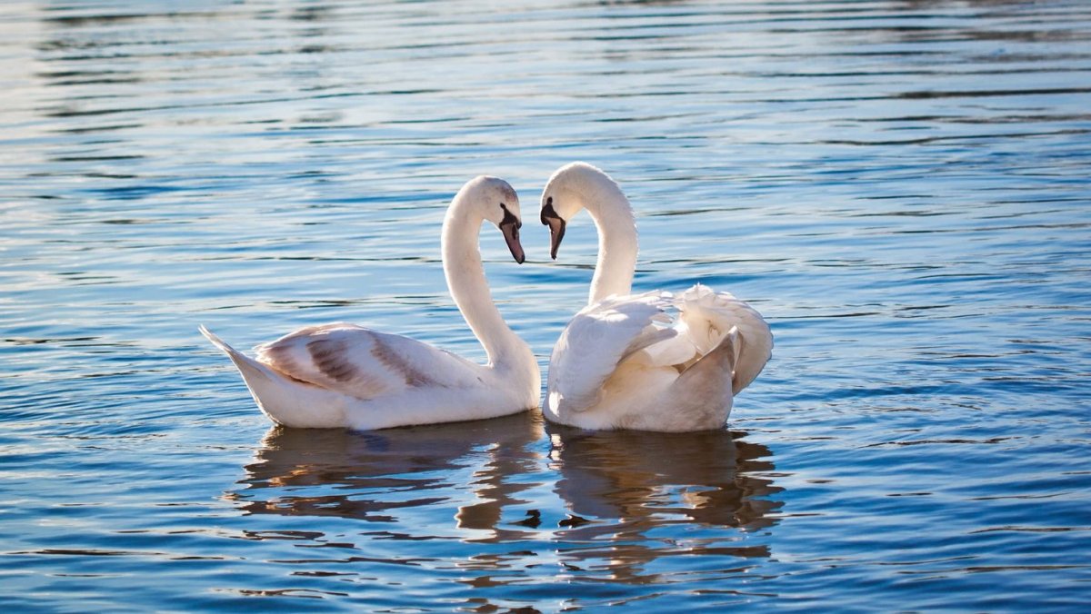 Лебеди на озере