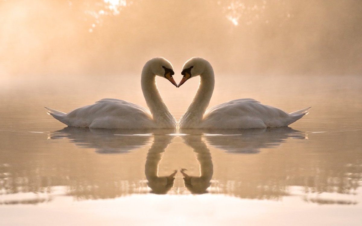 Любовь и лебеди