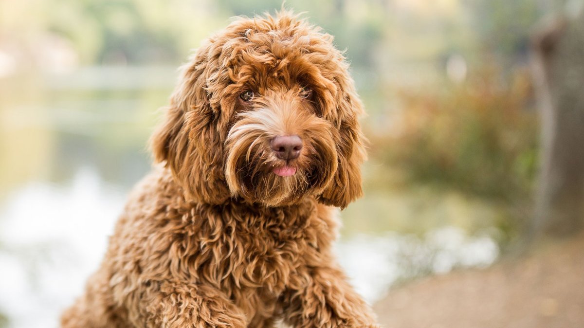 Лабрадудль form2