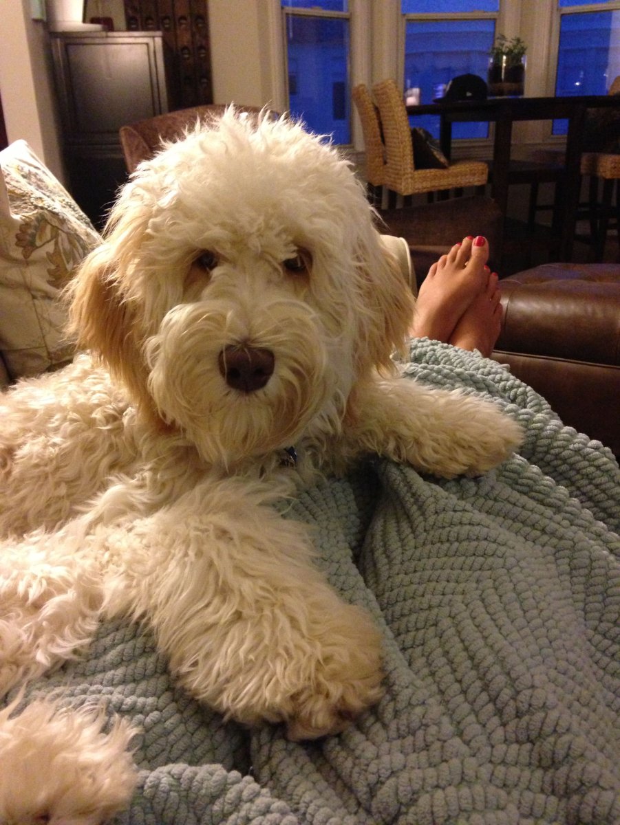 Диванная порода собак