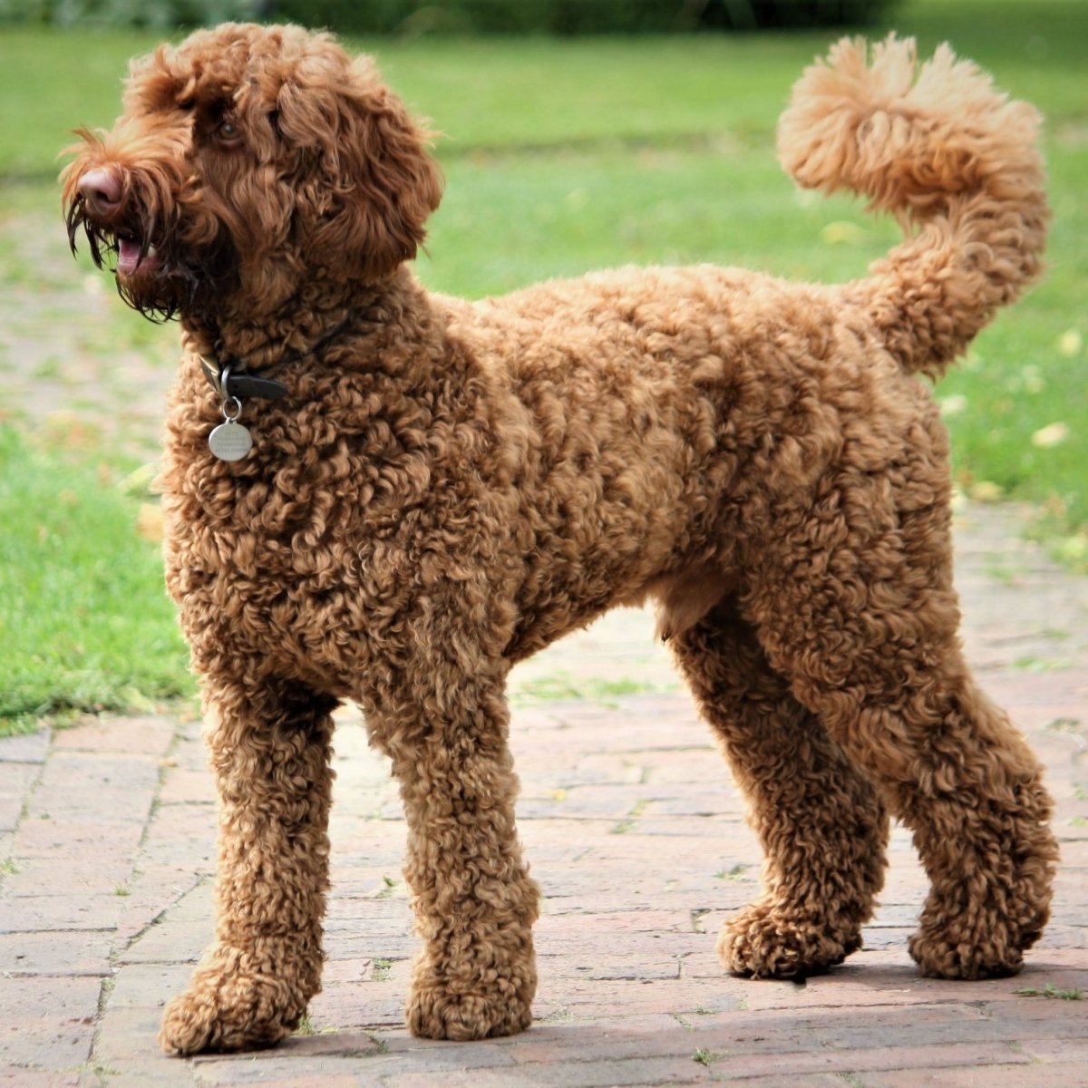 Лабрадудель стандарт