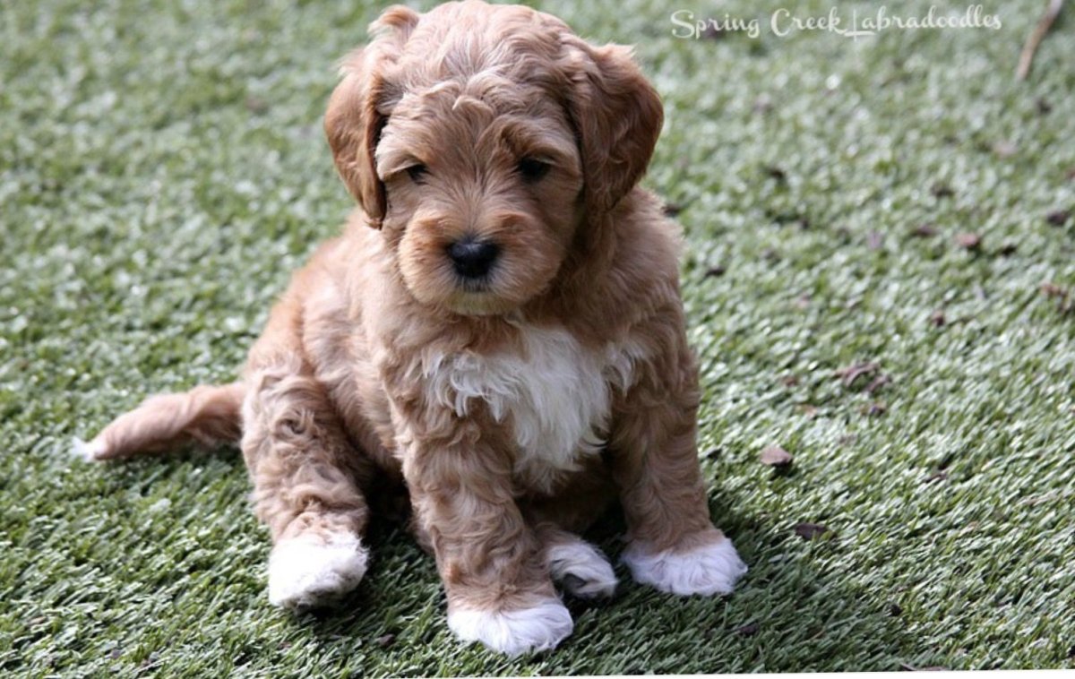 Лабрадудель щенок