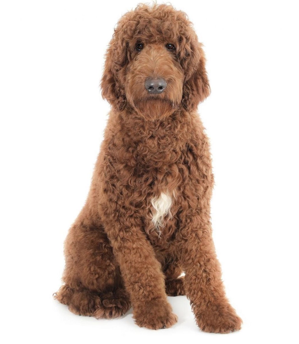 Goldendoodle купить в Москве