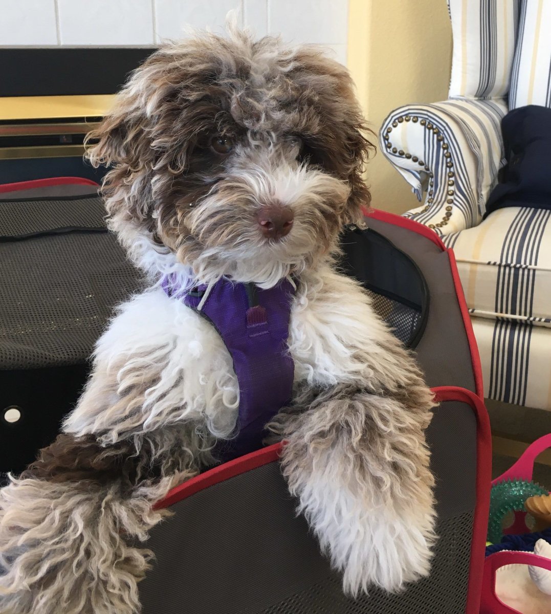 Лабрадудль Рейган