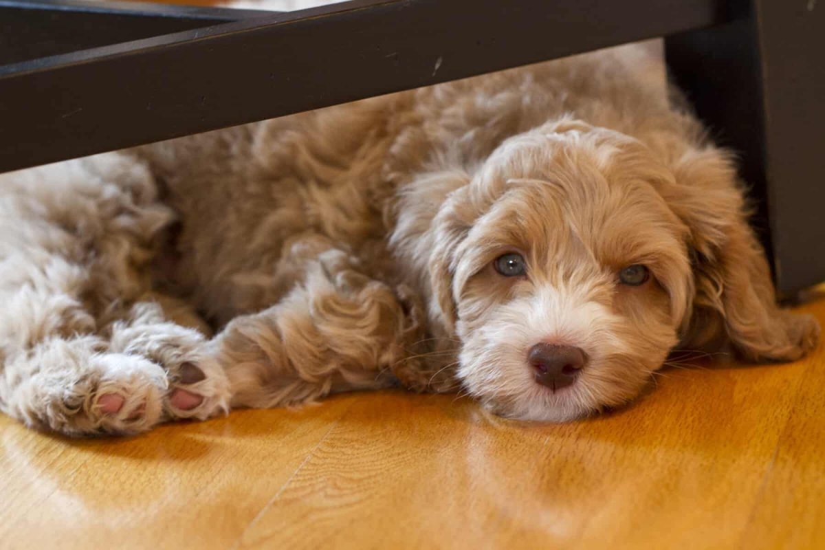 Labradoodle Puppies
