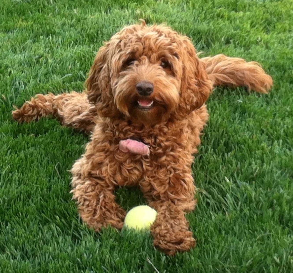 Спаниель лабрадудель