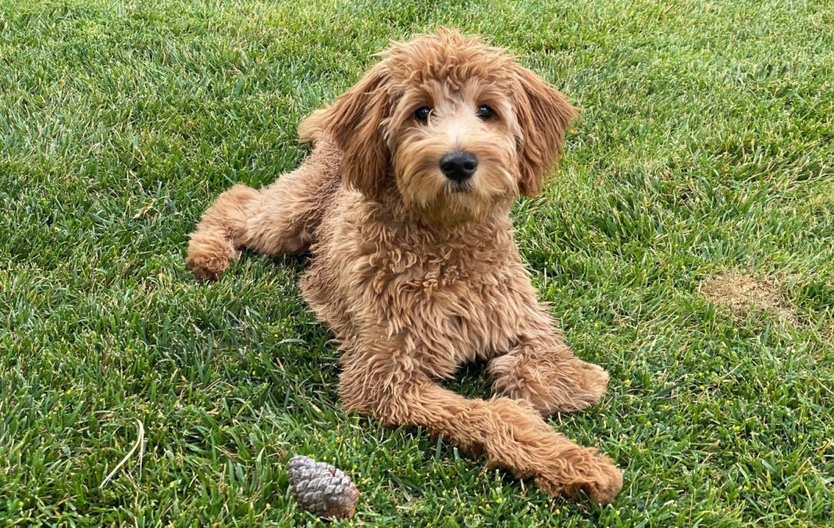 What is a f2 Goldendoodle