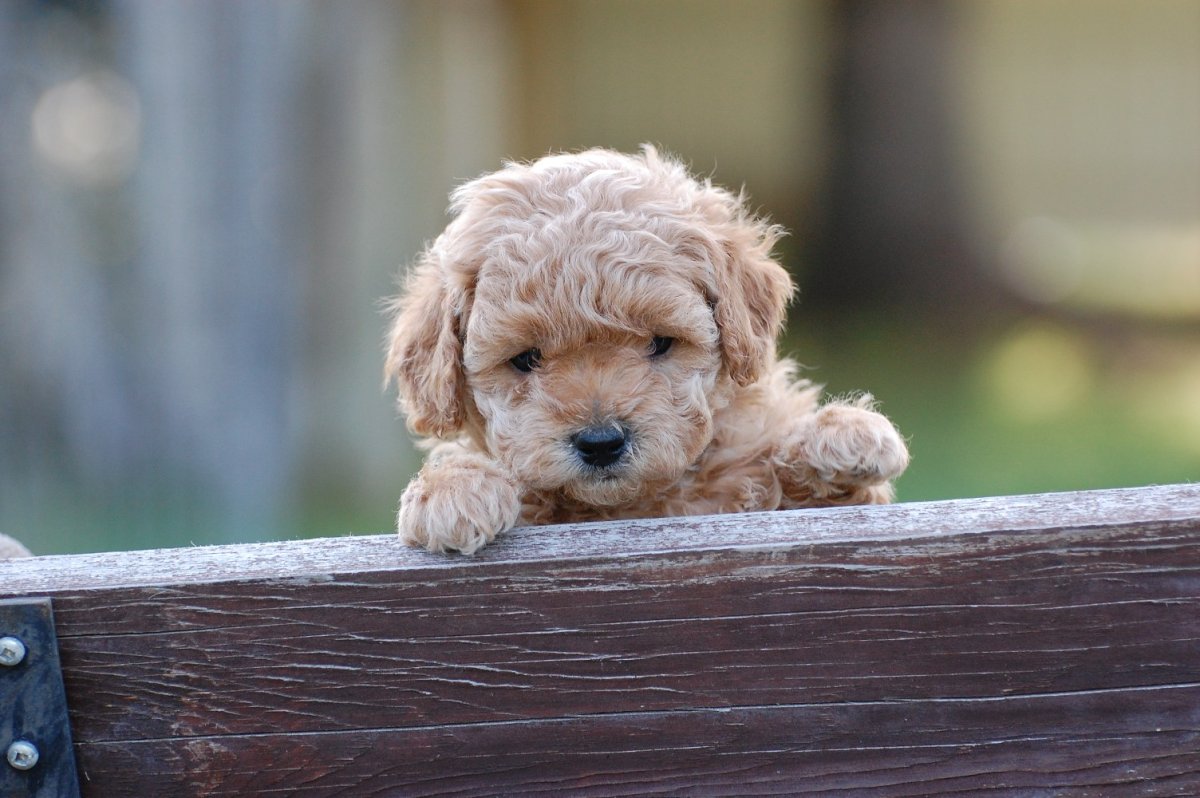 Labradoodle Puppies
