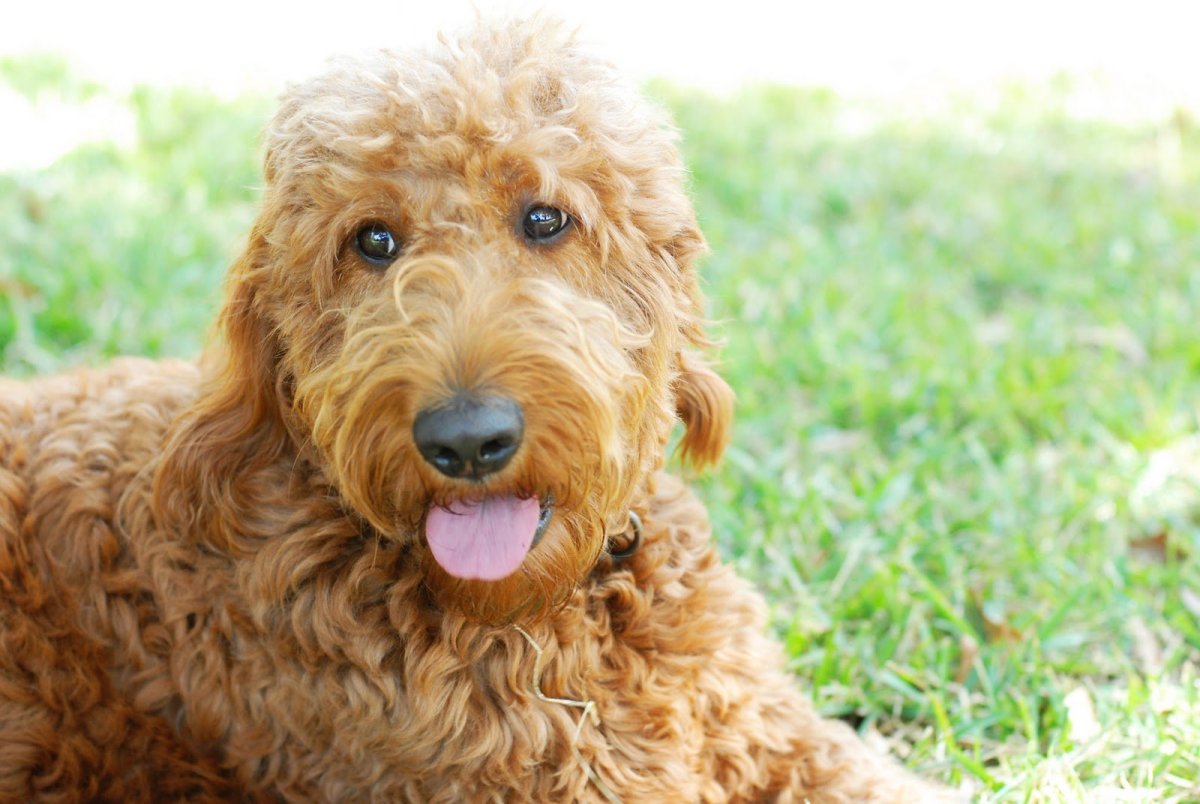 Порода собаки Дабл дудл