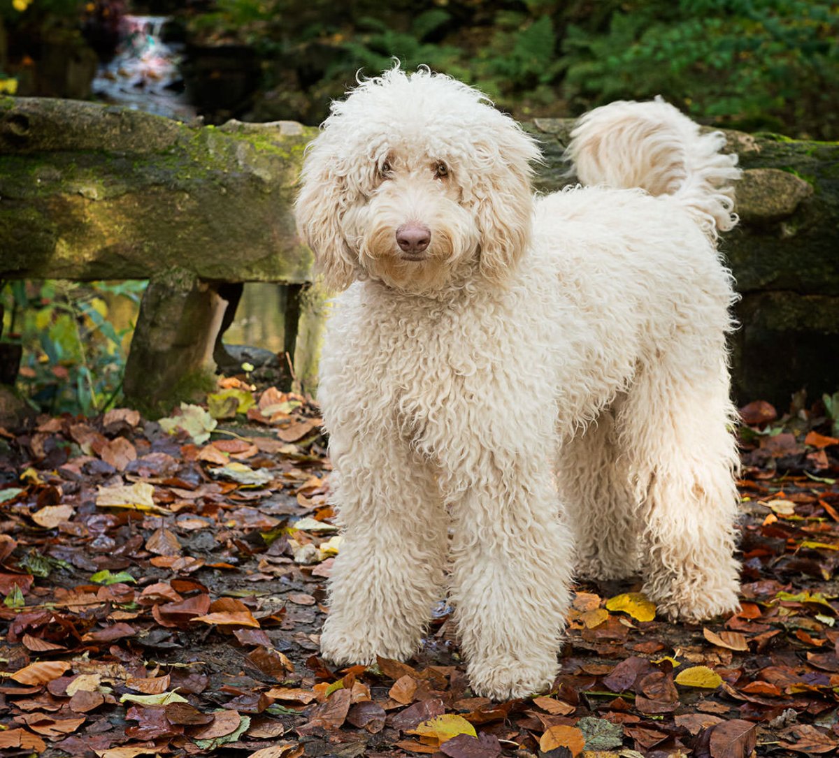 Лабрадор пудель лабрадудль