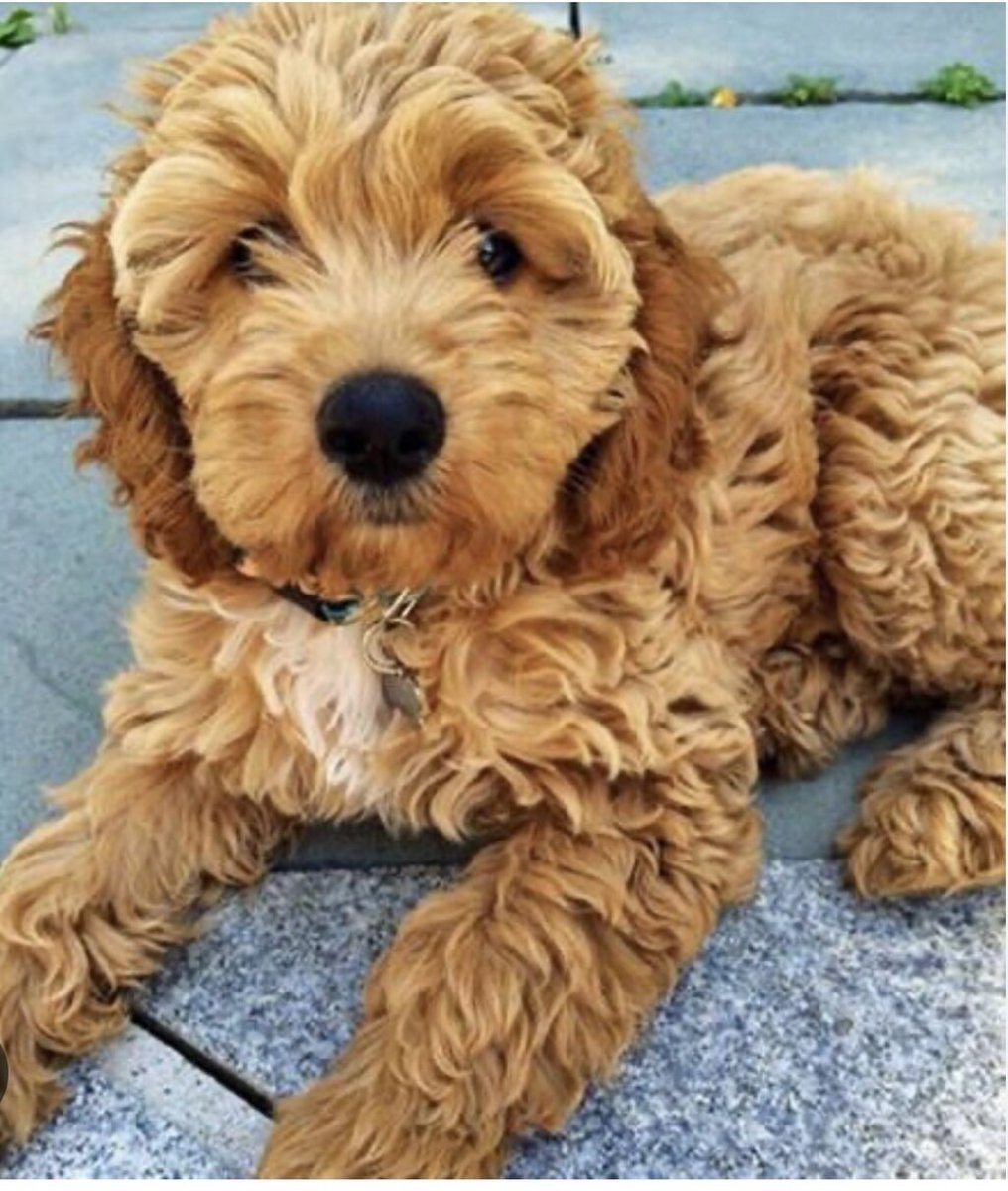 Лабрадудль кокапу порода