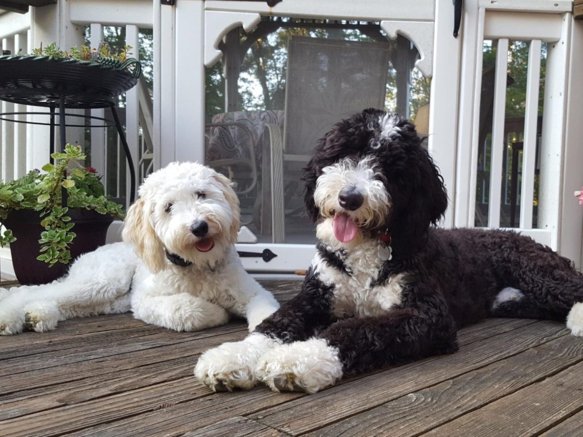 Лабрадудль белый