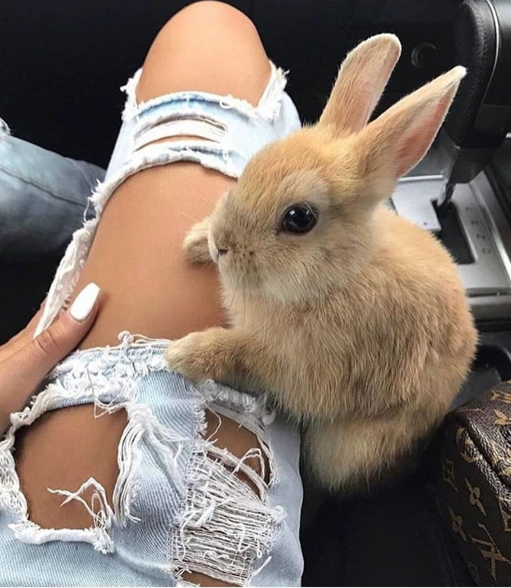 Заяц маленький