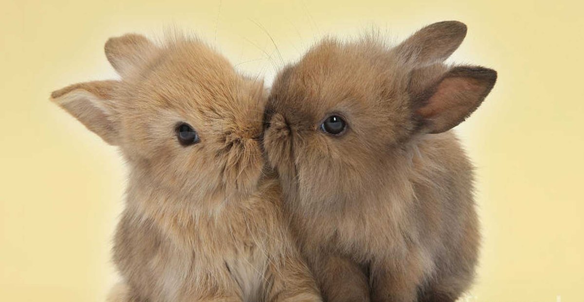 Маленькие Зайчата