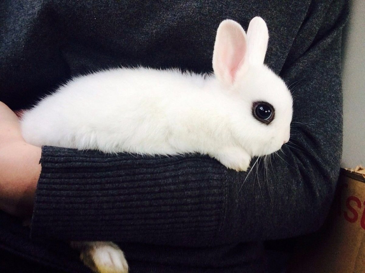 Эстетика животные кролики