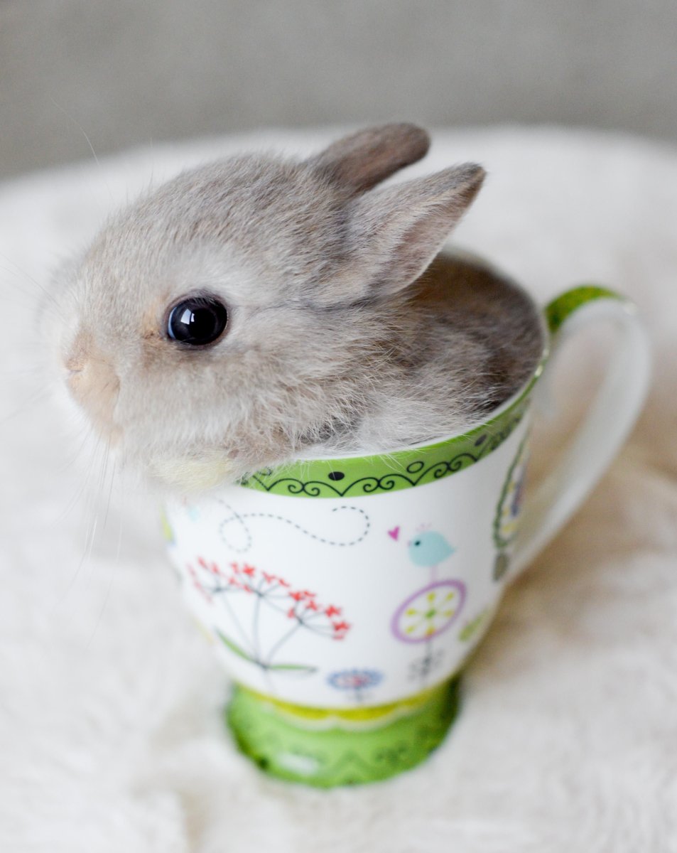 Милый кролик