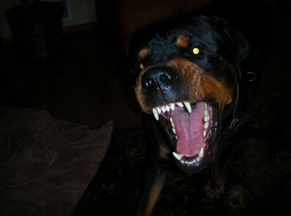 Собака ротвейлер оскал