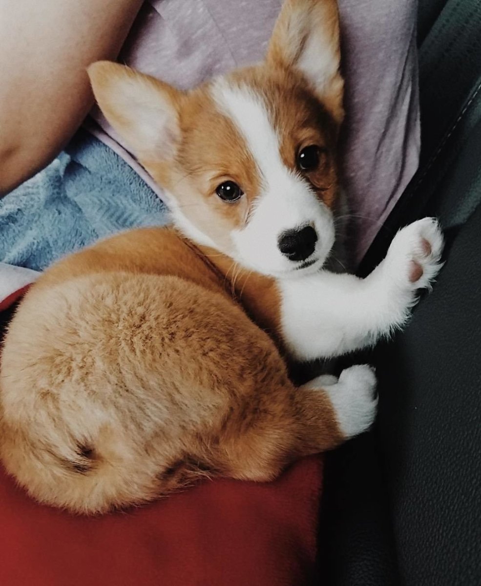 Вельш корги мраморный