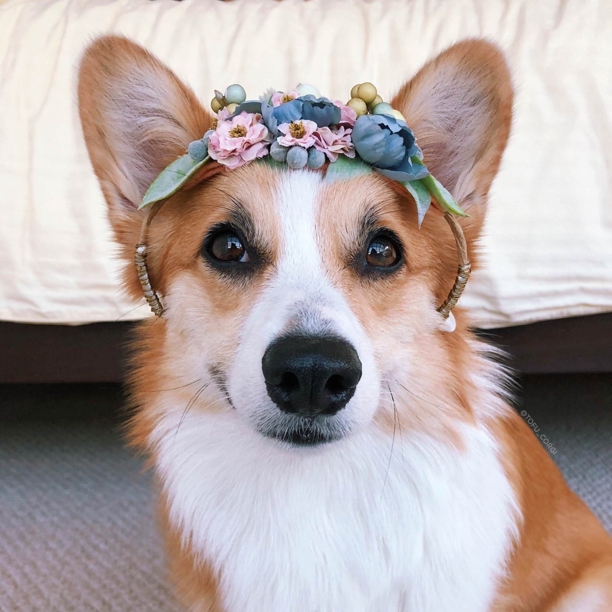 Норвич флаффи