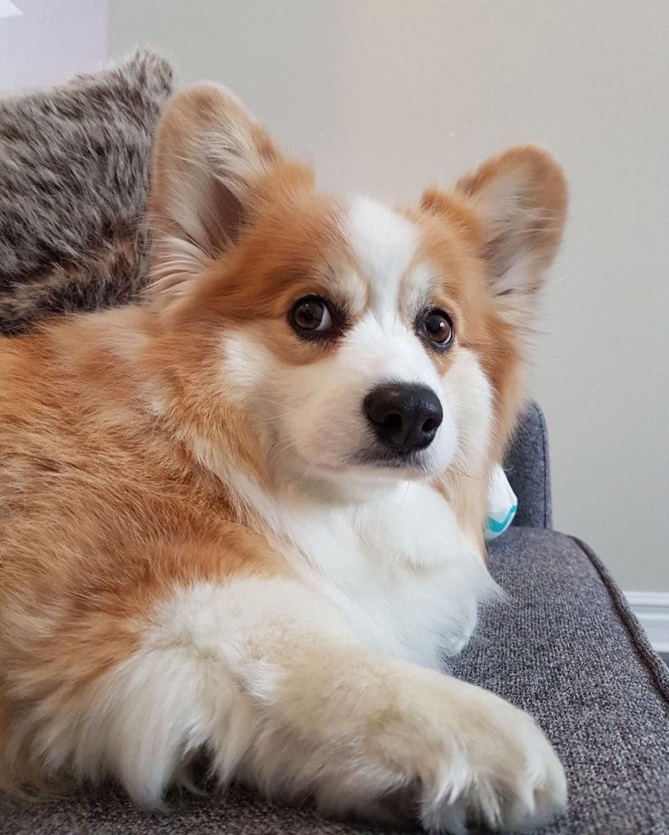 Вельш корги пемброк флаффи