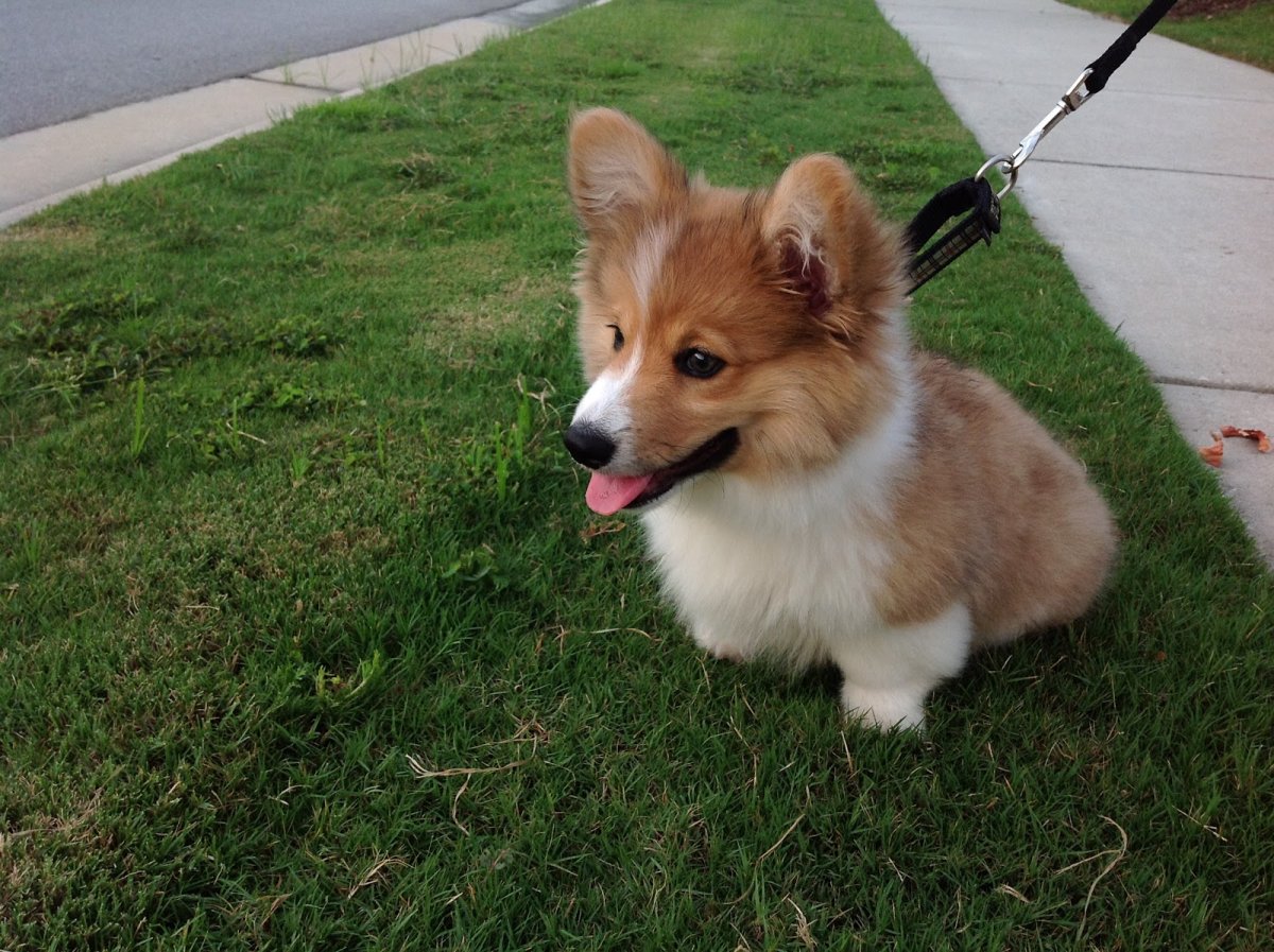 Флаффи корги хаски