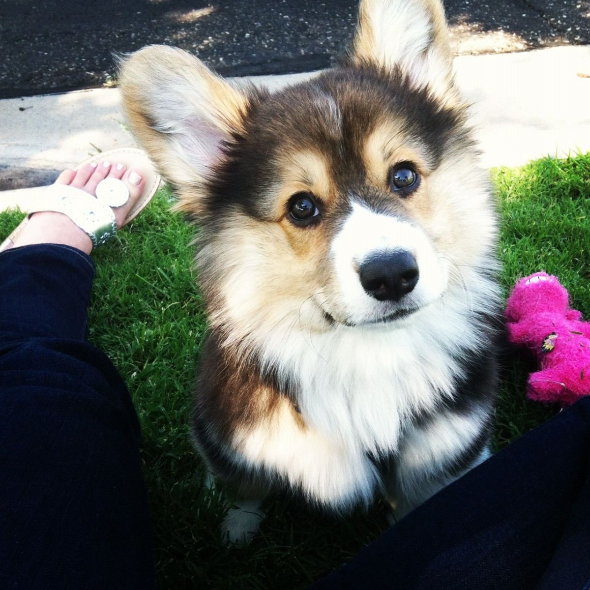 Флаффи корги хаски