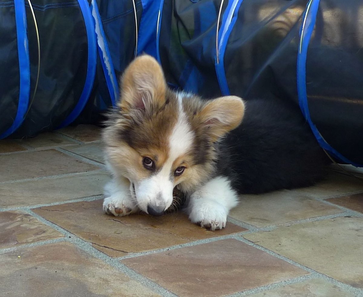 Эстетика собак корги