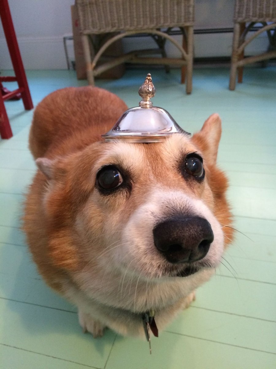 Вельш корги пемброк флаффи