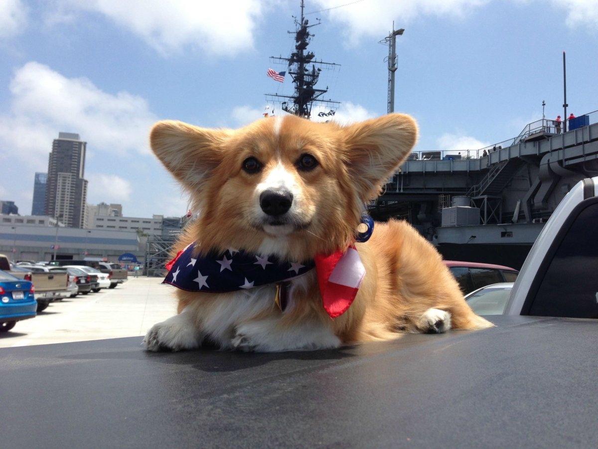 Собака корги