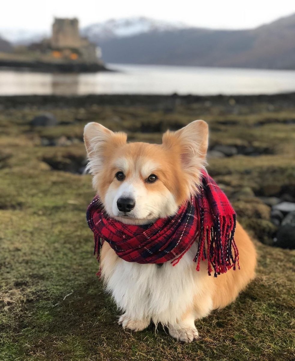 Собака корги флаффи