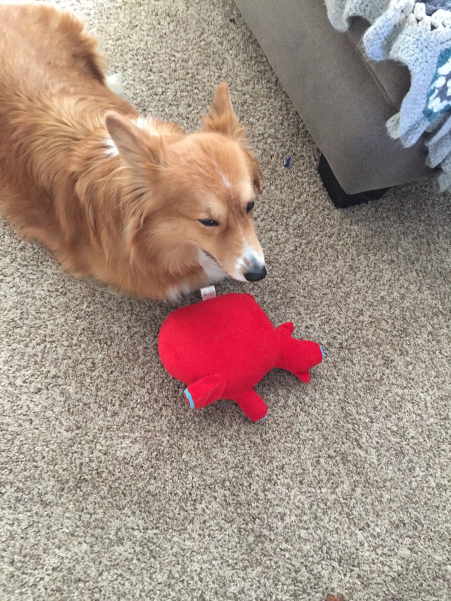 Флаффи корги ПЭТ КЭС