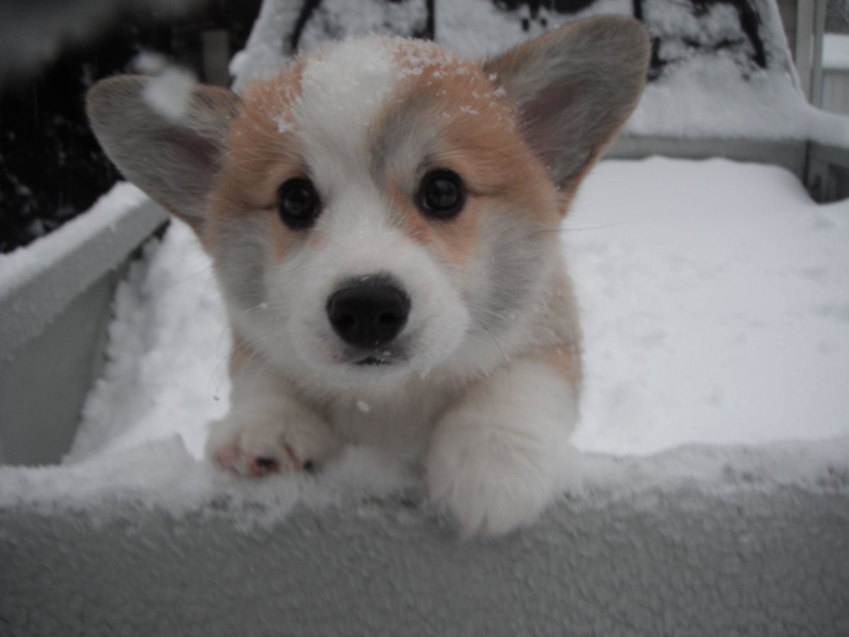 Корги Пинтерест