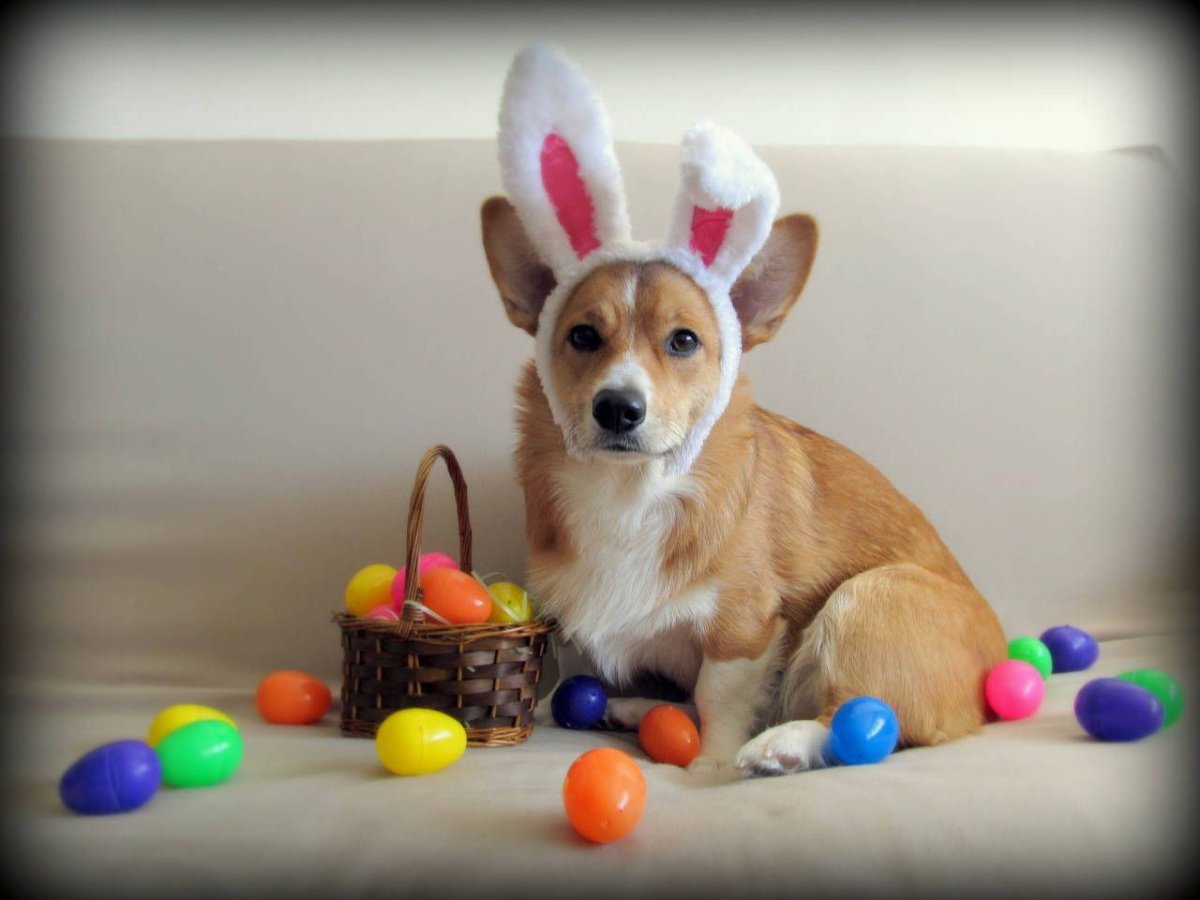 Корги в Норвегии