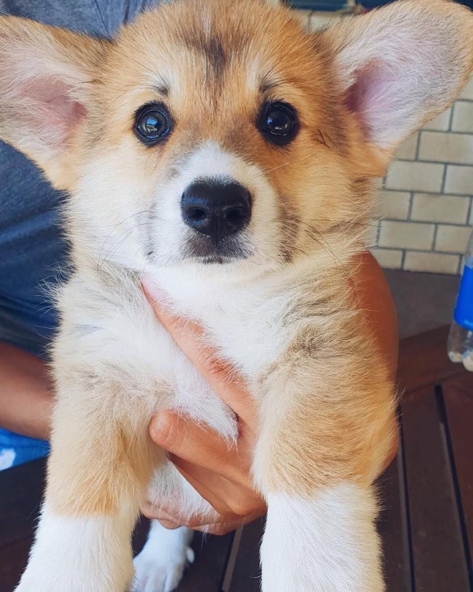 Вельш корги щенки