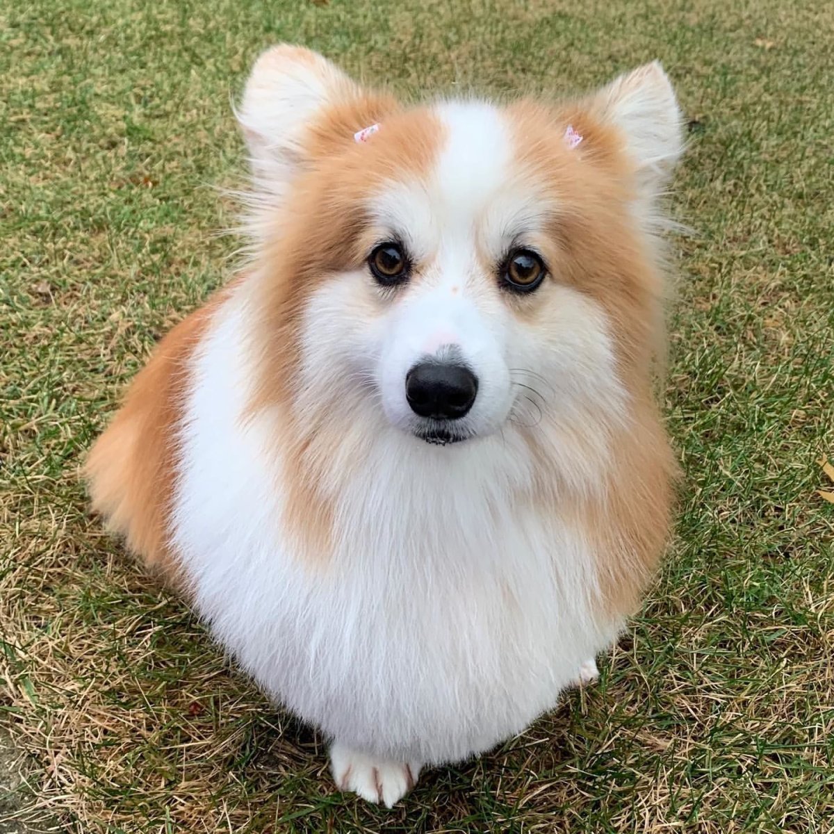 Корги на аву