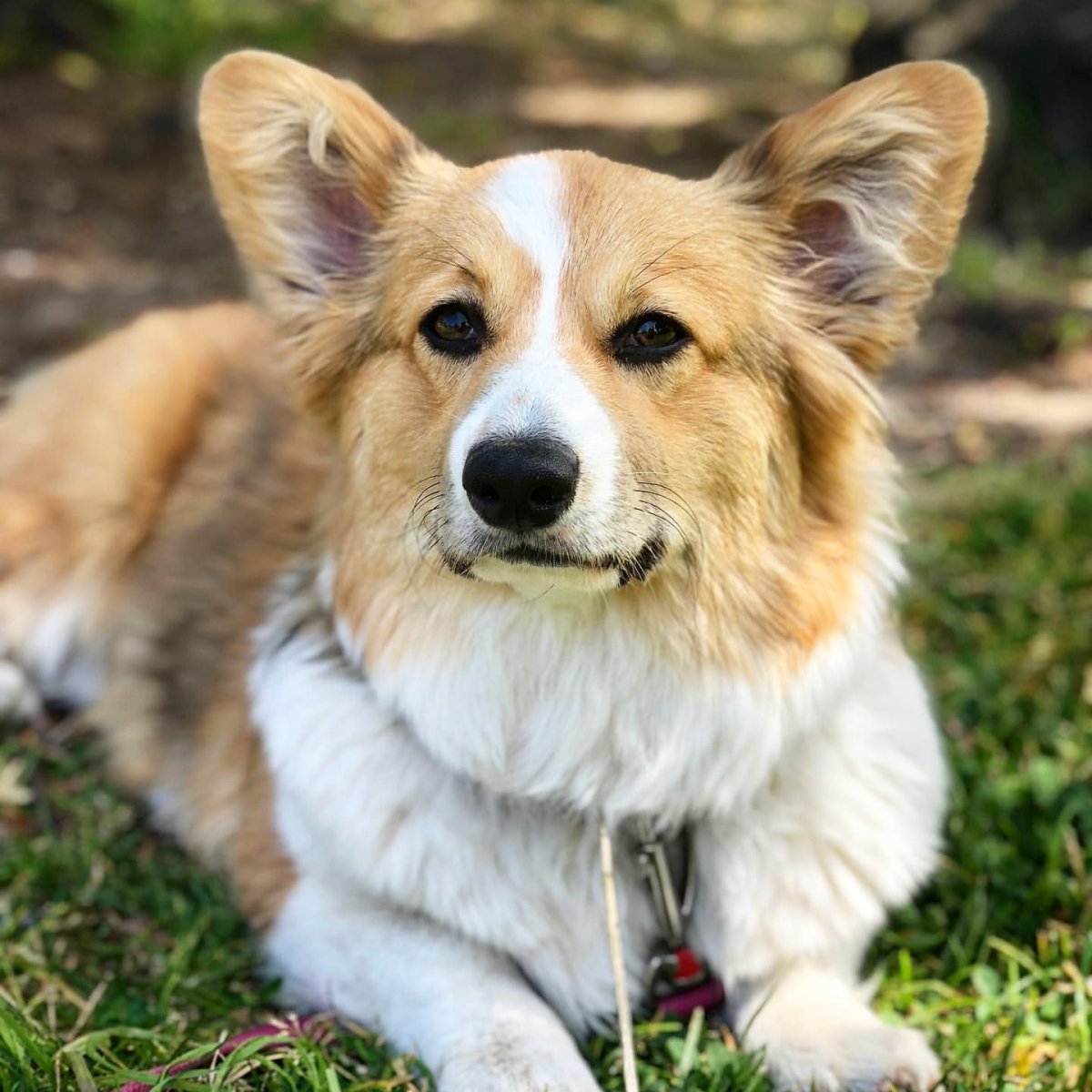 Вельш корги пемброк сзади