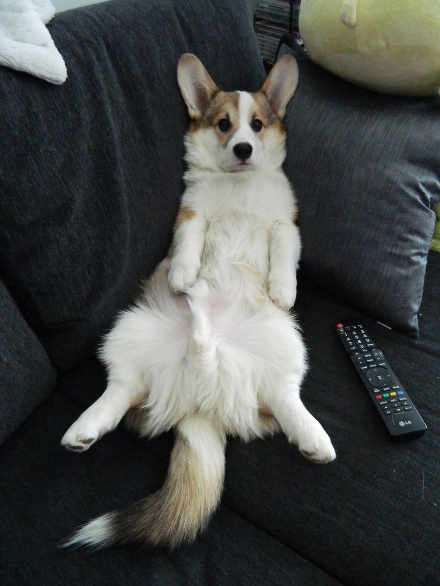 Корги длинношерстный