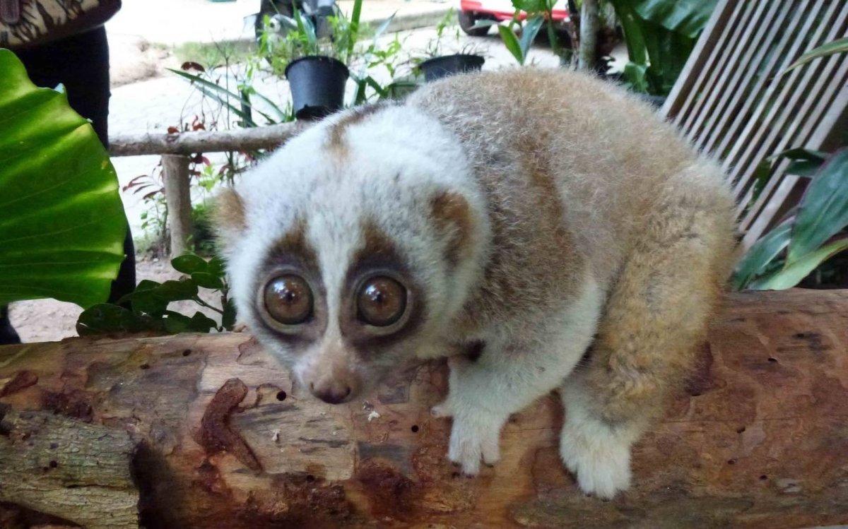 Пучеглазое экзотическое животное